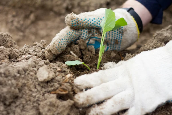 Male hands in work garden gloves touches the seedlings with both hands. Planting cauliflower seedlings