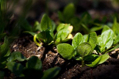 Dışarıda yetişen organik fesleğen, güneş ışığı, bahçede taze fesleğen yeşil yapraklar.