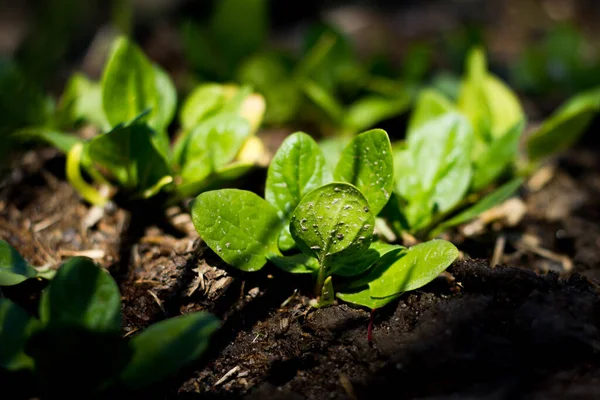 Biologische Basilicum Kweken Buiten Met Zonlicht Verse Basilicum Groene Bladeren — Stockfoto