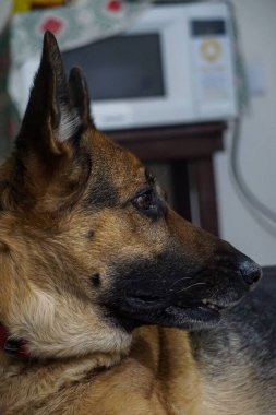 Yetişkin Alman çoban köpeği Kara Kahverengi Evde Dinleniyor