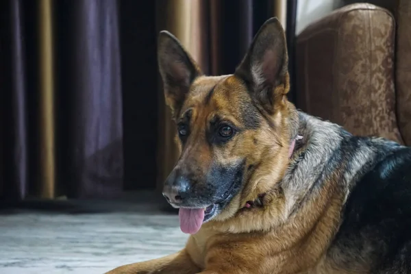 Yetişkin Alman Çoban Köpeği Kara Kahverengi Evde Dinleniyor — Stok fotoğraf