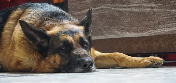 Adult German Shepherd Dog Black Brown Relaxing Home — Stock Photo, Image