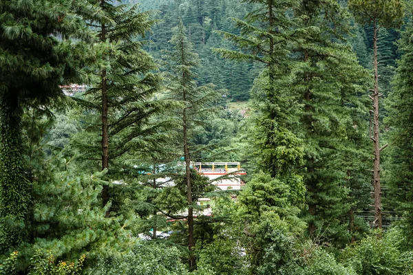 Grüner Wald Den Bergen Sieht Fantastisch Aus — Stockfoto