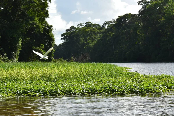 Frisläppt Fågel Flyger Över Regnskogen Floden — Stockfoto
