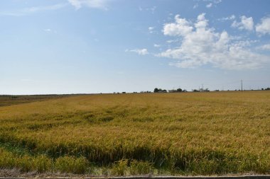 Delta pirinç tarlalarının güneşli bir gününün manzarası.