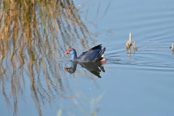 Blue Bird Swimming Water Reflection Aquatic Plants — Stock Photo, Image