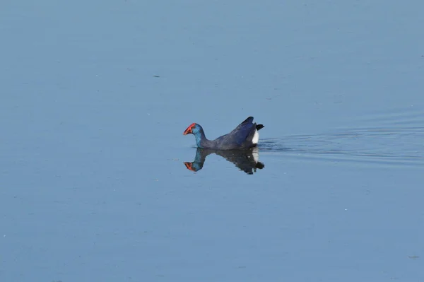 Blue Bird Swimming Water — Stock Photo, Image