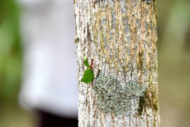 Ağızında yaprak taşıyan küçük karınca, bir ağacın gövdesini indirirken...