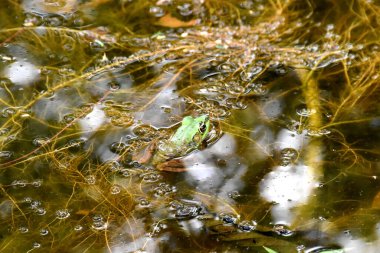 Yeşil kurbağanın başı yağmur ormanlarında sudan çıkmış.
