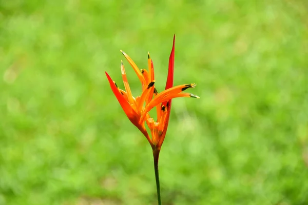Nahaufnahme Einer Roten Und Orangefarbenen Helikonia Blume Mit Hintergrundvegetation — Stockfoto