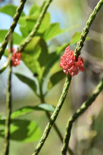 Close Dari Bunga Merah Kecil Muncul Dari Tanaman — Stok Foto