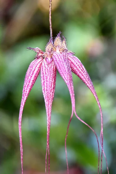 Macro Photo Fleur Suspendue Une Orchidée Tropicale — Photo