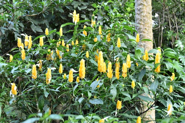 Függőleges Sárga Virágok Trópusi Növény Pachystachys Lutea — Stock Fotó