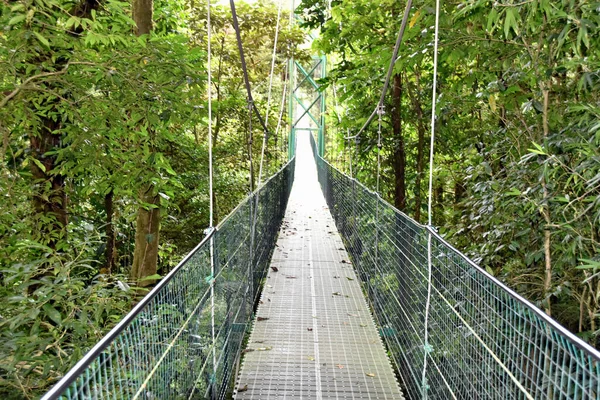 Bro Hängande Mitten Träden Regnskogen — Stockfoto