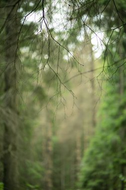 Yukarıdan sarkan ince bir dal, bulanık bir ormanın arka planında