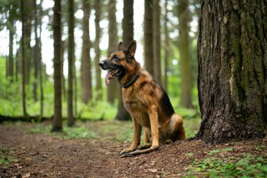 Alman çoban köpeği yeşil bir ormanda, bulanık arka planda, büyük bir ağacın yanında oturuyor.