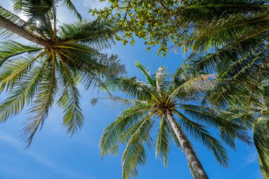 Güneşli bir günde hindistan cevizi ağacı ve mavi gökyüzü manzarası