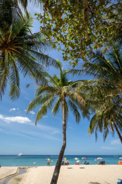 Güneşli bir günde hindistan cevizi ağacı ve mavi gökyüzü manzarası