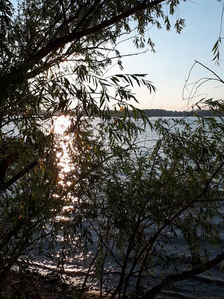 川岸の夕日 川岸からの眺め 背の高い草の茂みを通して水から反射する川の銀行に沈む太陽 川の水の中の太陽の反射 水の上の太陽のまぶしさ ストリームの銀行の背の高い草 — ストック写真