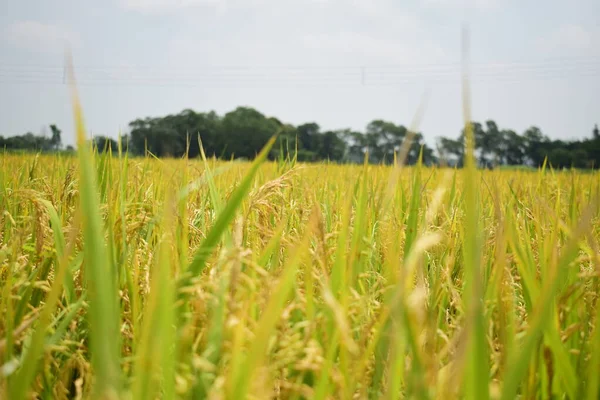 Hindistan 'da pirinç tarımı