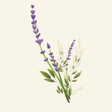 Yabani çiçekler. Lavanta buketleri, süs yaprakları. Flüt tarzında vektör çiçekleri. Düğün ve baskı ürünleri için tasarım. Tablo için tasarım ögeleri.