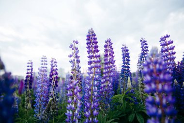 Mor lupin alanı ve gökyüzü arkaplanı