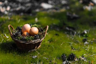 Ormanda taze yeşil çimlerin üzerinde Paskalya doğal yumurtaları. Sol taraf. 