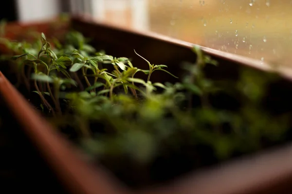Selective Close Green Seedling Green Salad Growing Seed — Stock Photo, Image