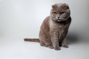 Gri izole arka planda oturan sevimli İskoç kedisi. 