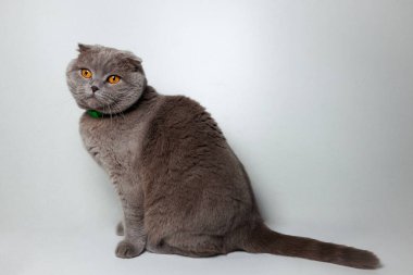 Gri izole arka planda oturan sevimli İskoç kedisi. 