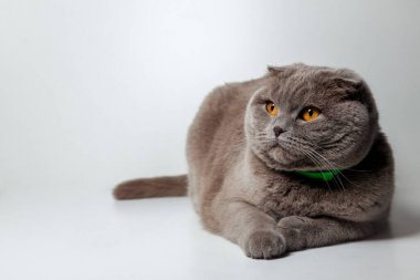 Gri izole arka planda yatan sevimli İskoç kedisi. 