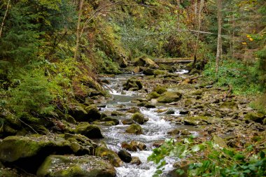 Temiz dağ nehri, yeşil yosunlarla kaplı taşlar.
