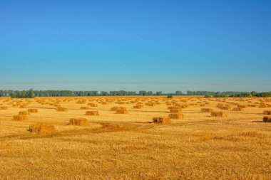 Mavi gökyüzü arkaplanına karşı çayır üzerinde saman rulosu