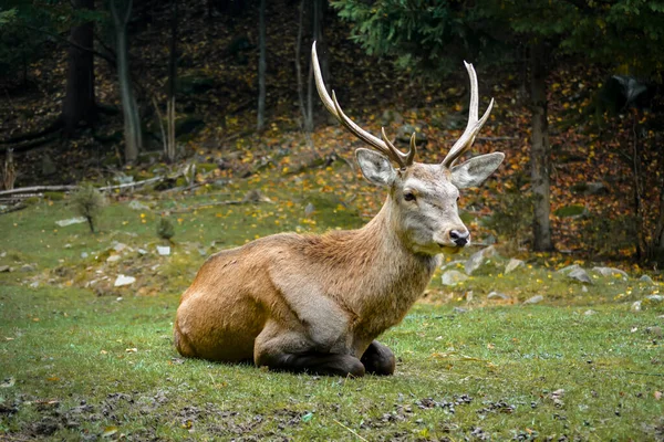 Close Red Deer Stag Lying Grass Autumn — Stock Photo, Image