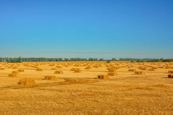 青い空を背景に牧草地に干し草ロール — ストック写真