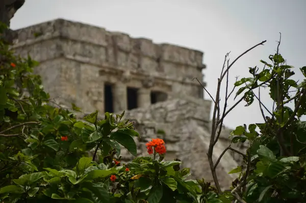 Ruinas Flores Tulum — Foto de Stock