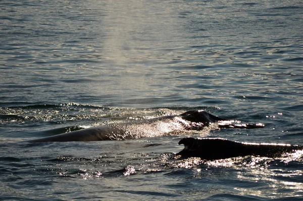 Whales Simming Antarctic Waters — Stock Photo, Image