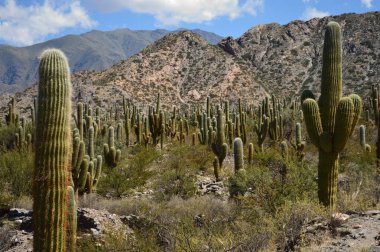 Puna manzarası, Salta