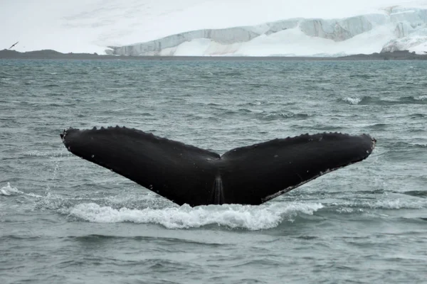 Velrybí Ocas Antarktických Vodách — Stock fotografie