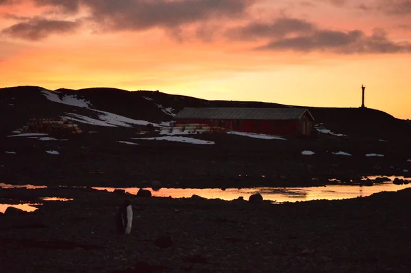 Atardecer Una Isla Antartica — Stockfoto