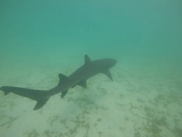 Žralok Plave Křišťálově Čisté Vodě — Stock fotografie