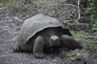 Kaplumbağa yiyor ve kameraya bakıyor.