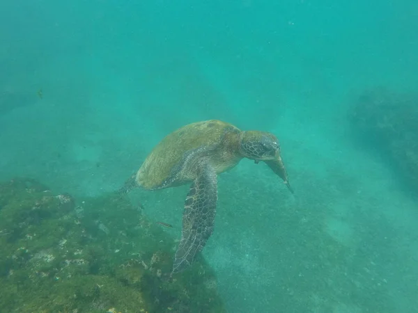 Tortuga Nadando Aguas Galapagos — Stockfoto