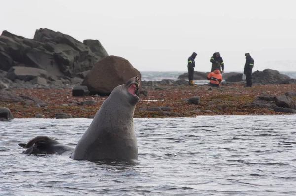 Mořský Slon Stalking Vědci — Stock fotografie