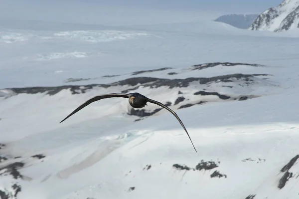 Fågel Som Flyger Mot Kameran — Stockfoto