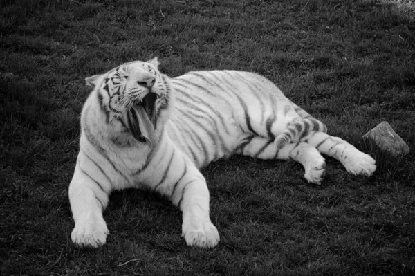 Tigre Blanco Abriendo Boca — Fotografia de Stock