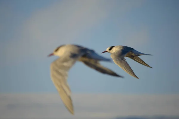 Dos Aves Volando — Stockfoto