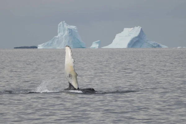 Velryba Mávající Ploutví — Stock fotografie