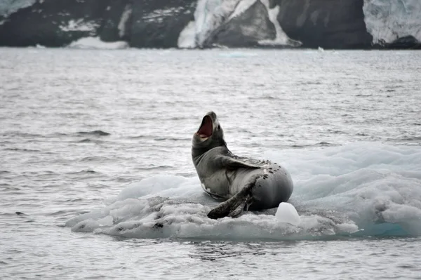 Sea Leopard Stretching Iceberg — Stock Photo, Image