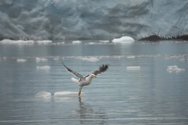 Danse Des Mouettes Dans Une Baie Eau Fonte — Photo